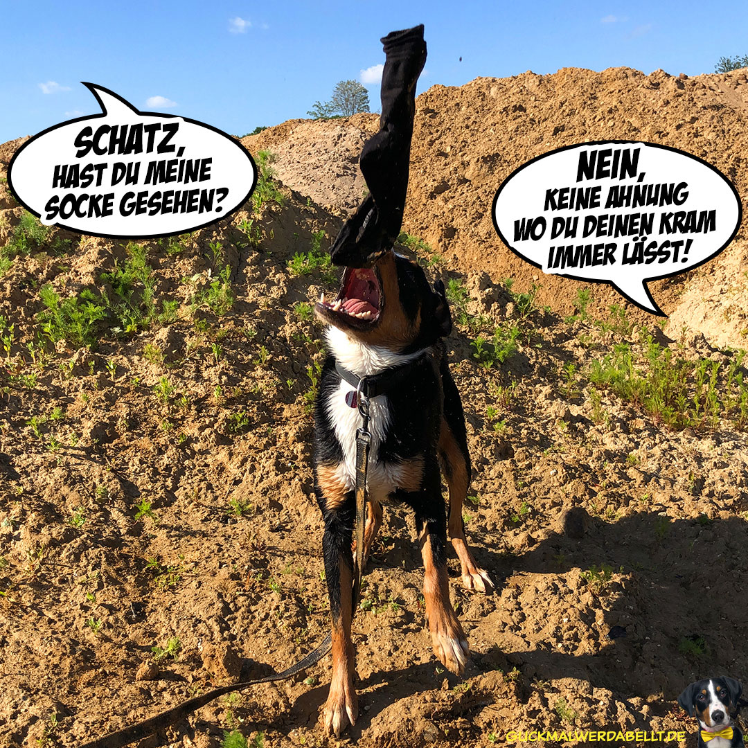 Bermuda Dreieck Hund!