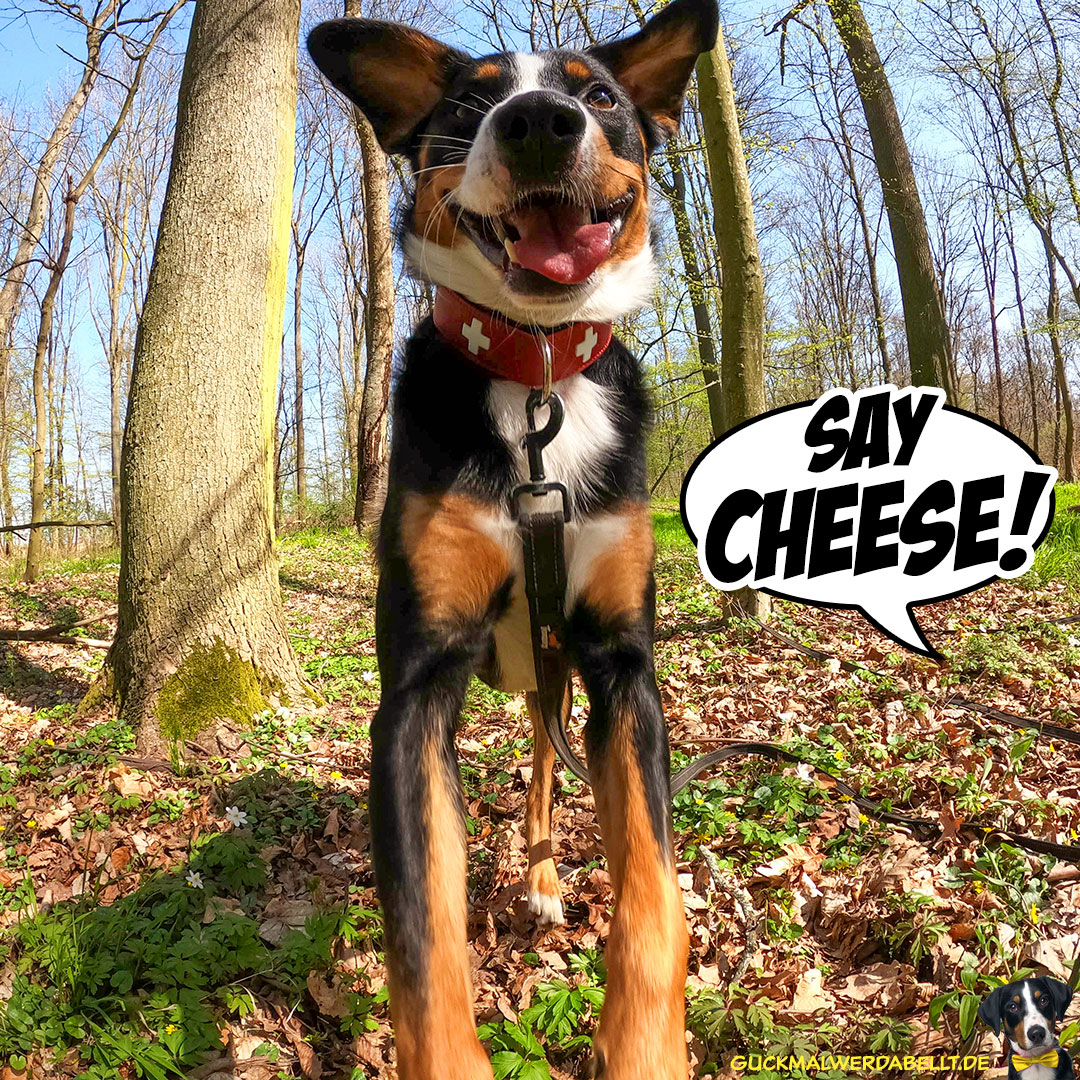say cheese!