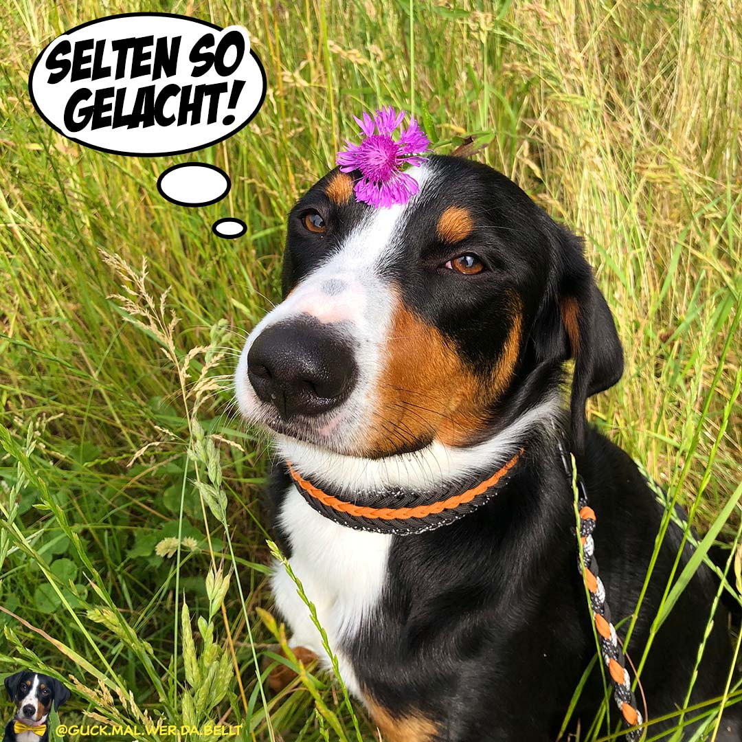 Selten so gelacht!