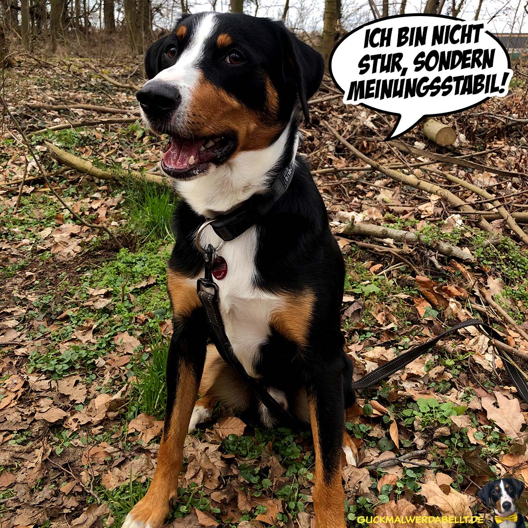 Meinungsstabil!