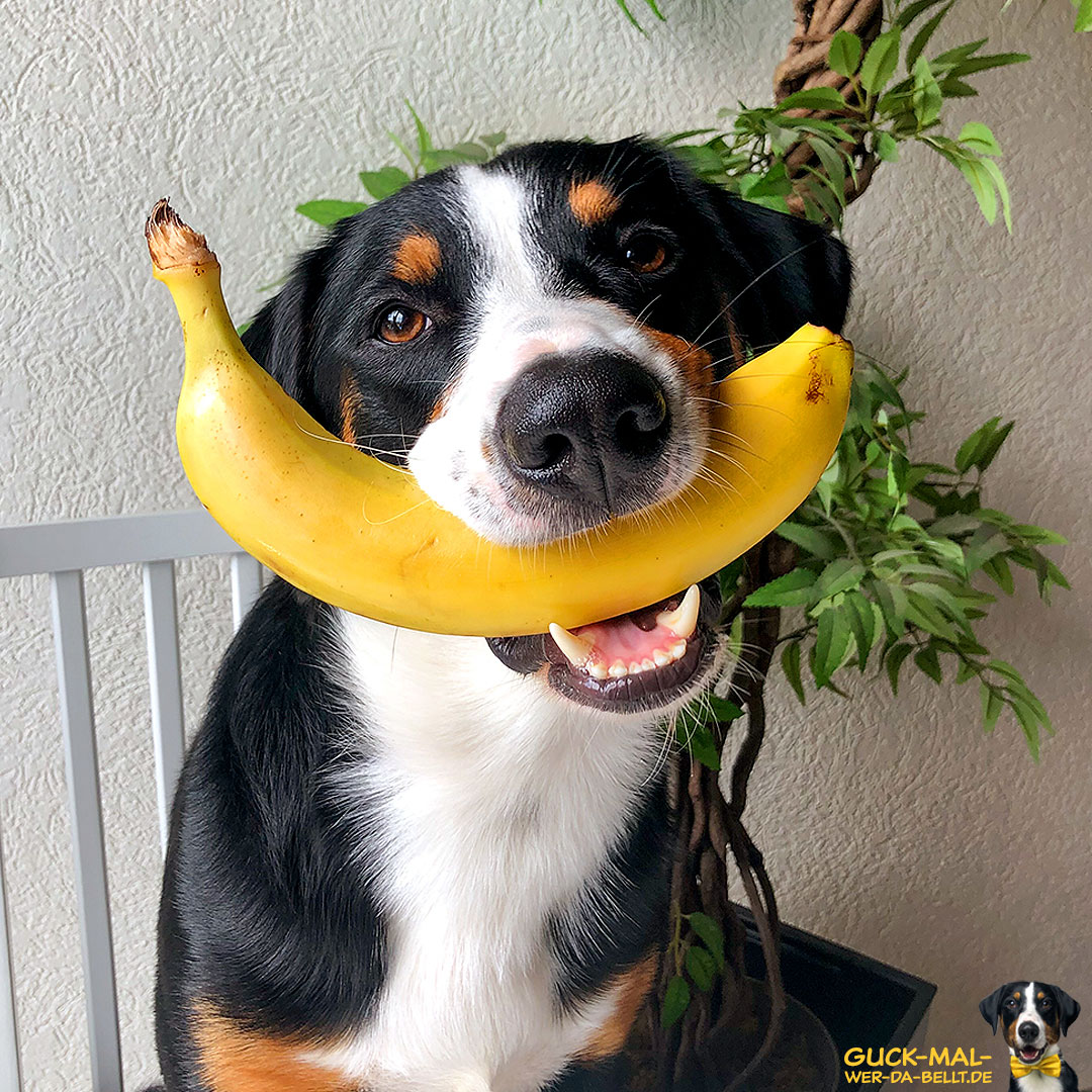 Bananenchallenge!
