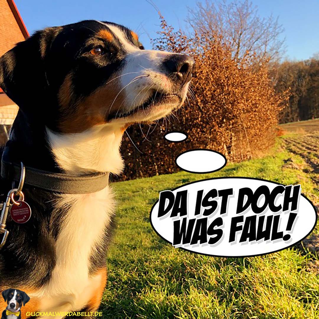 Da ist doch was faul!
