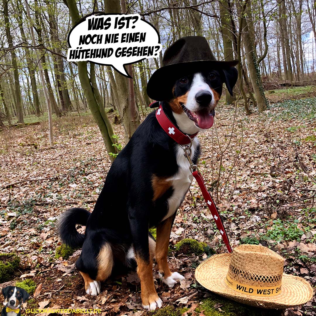 Was ist? Noch nie einen Hütehund gesehen?