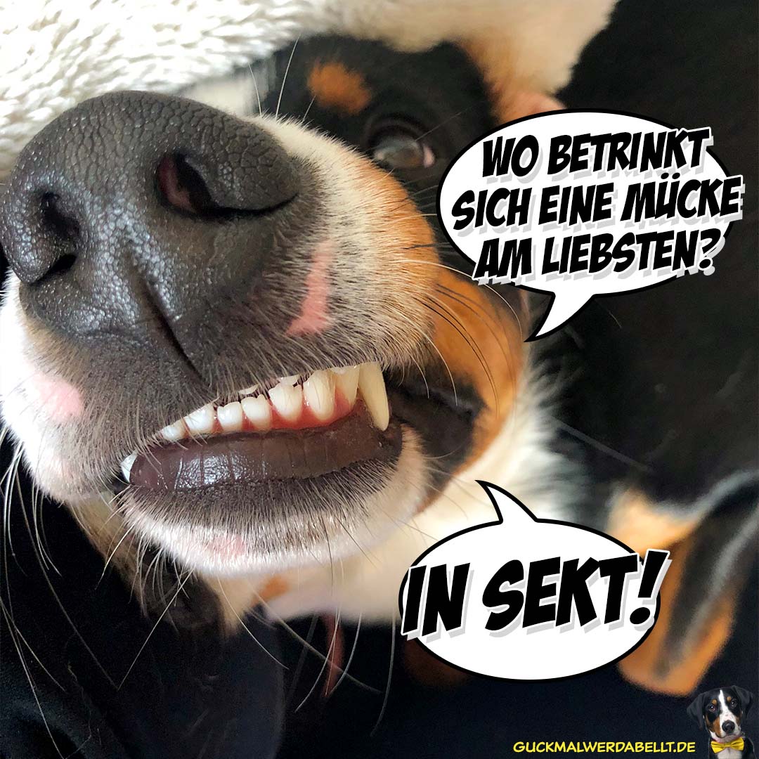 Witz des Tages