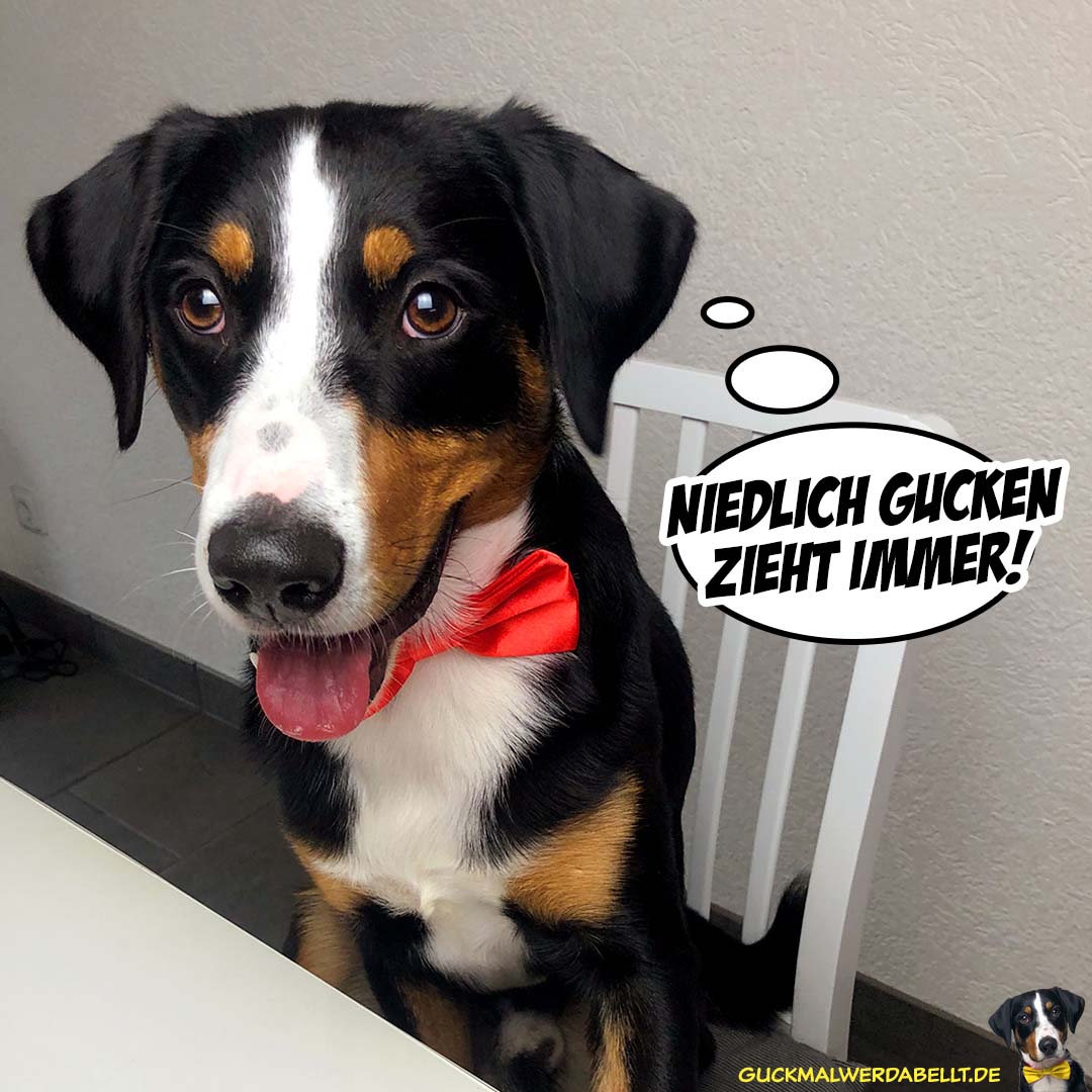 Niedlich gucken zieht immer!